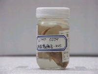 藏品(阿部單棘躄魚)的圖片